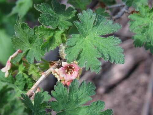 Gooseberry currant (Ribes montigenum)