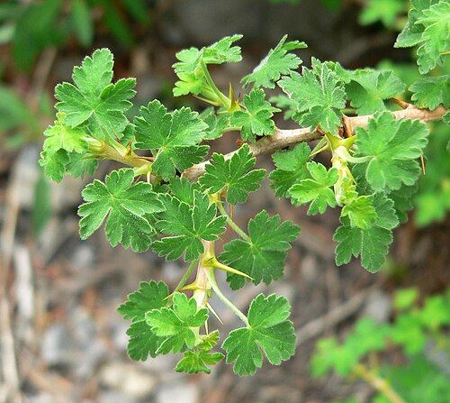 Gooseberry currant: Ribes montigenum in avalanche chute left of the South Loop trail where it ascends out of the chute, Kyle Canyon, Spring Mountains, southern Nevada