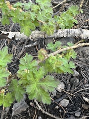 Gooseberry currant (Ribes montigenum)