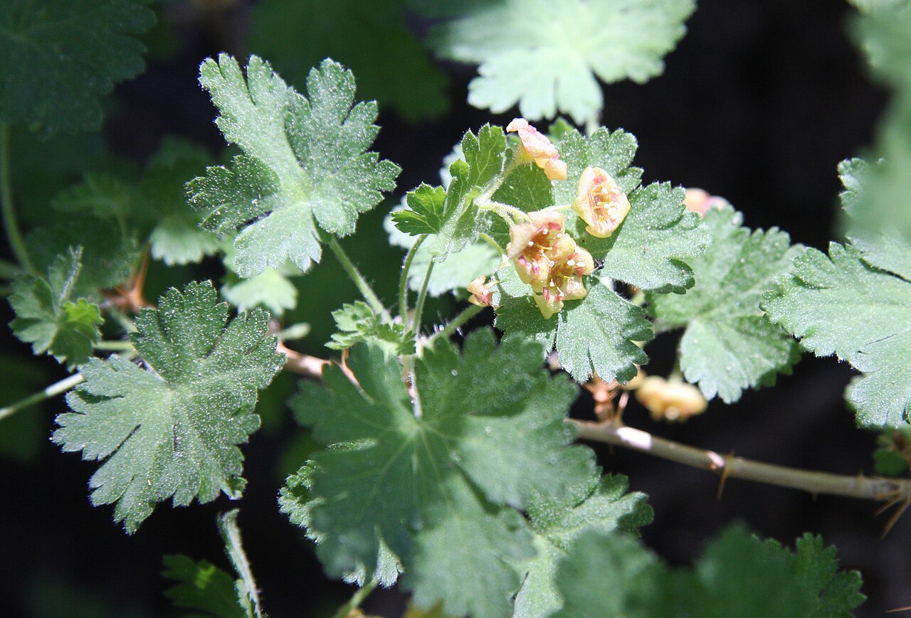 Gooseberry currant: Mountain gooseberry (Ribes montigenum) flowers and leaves. At about 9400ft along High Trail (part of Pacific Crest Trail) below Agnew Pass, Ansel Adams Wilderne