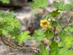 Gooseberry currant (Ribes montigenum)
