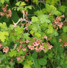 Gooseberry currant (Ribes montigenum)