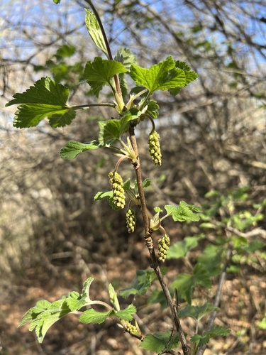 Manyflower currant (Ribes multiflorum)