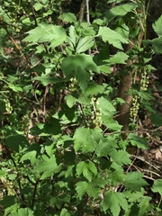 Manyflower currant (Ribes multiflorum)