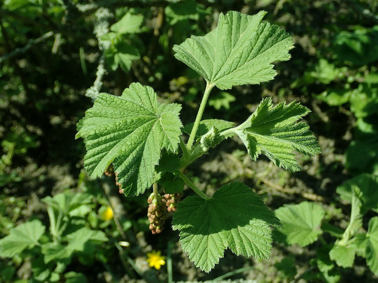 Manyflower currant: Ribes multiflorum , Berlin-Dahlem Botanical Garden.