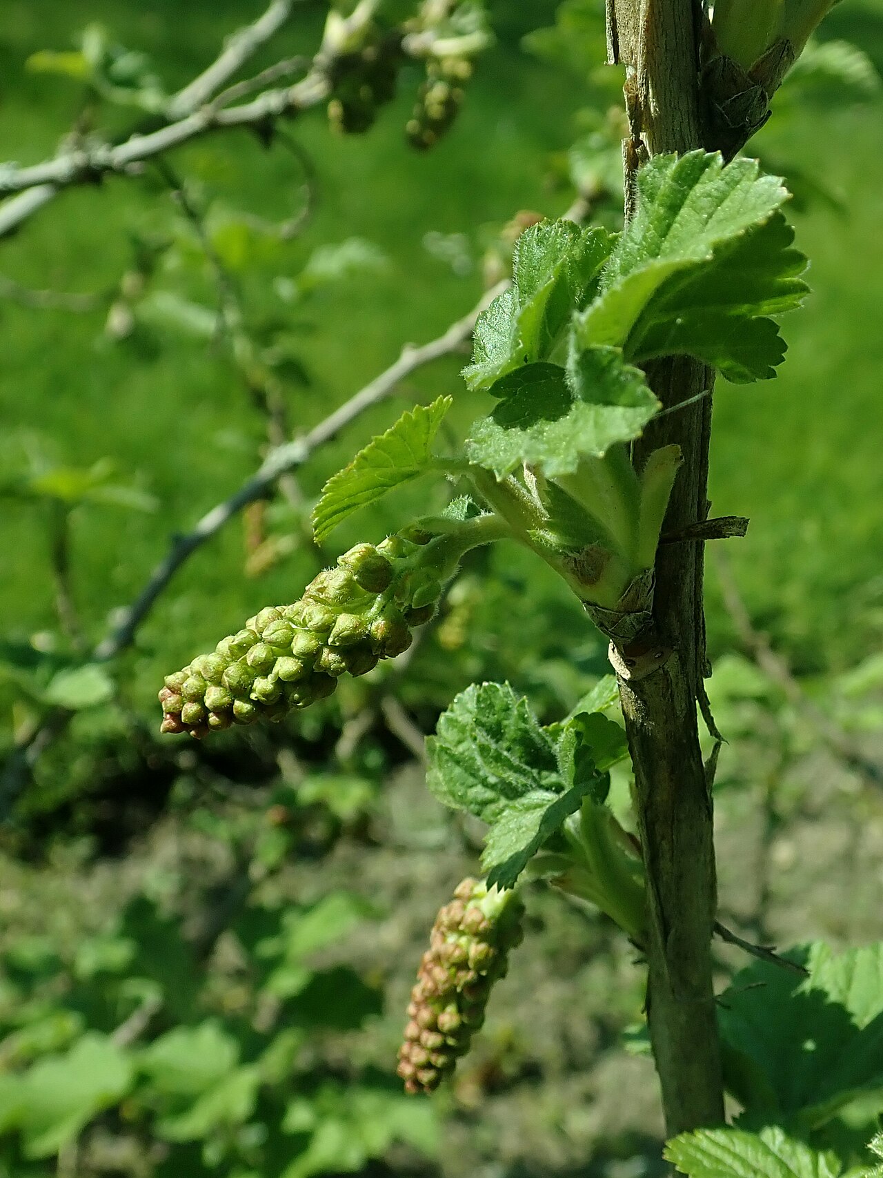 Manyflower currant: Ribes multiflorum , Berlin-Dahlem Botanical Garden.