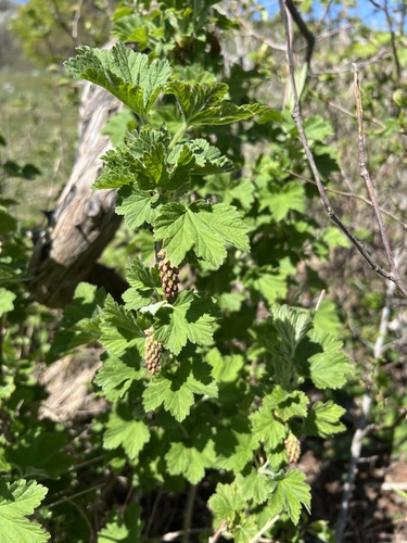 Manyflower currant (Ribes multiflorum)