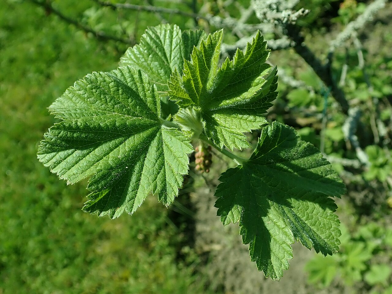 Manyflower currant: Ribes multiflorum , Berlin-Dahlem Botanical Garden.