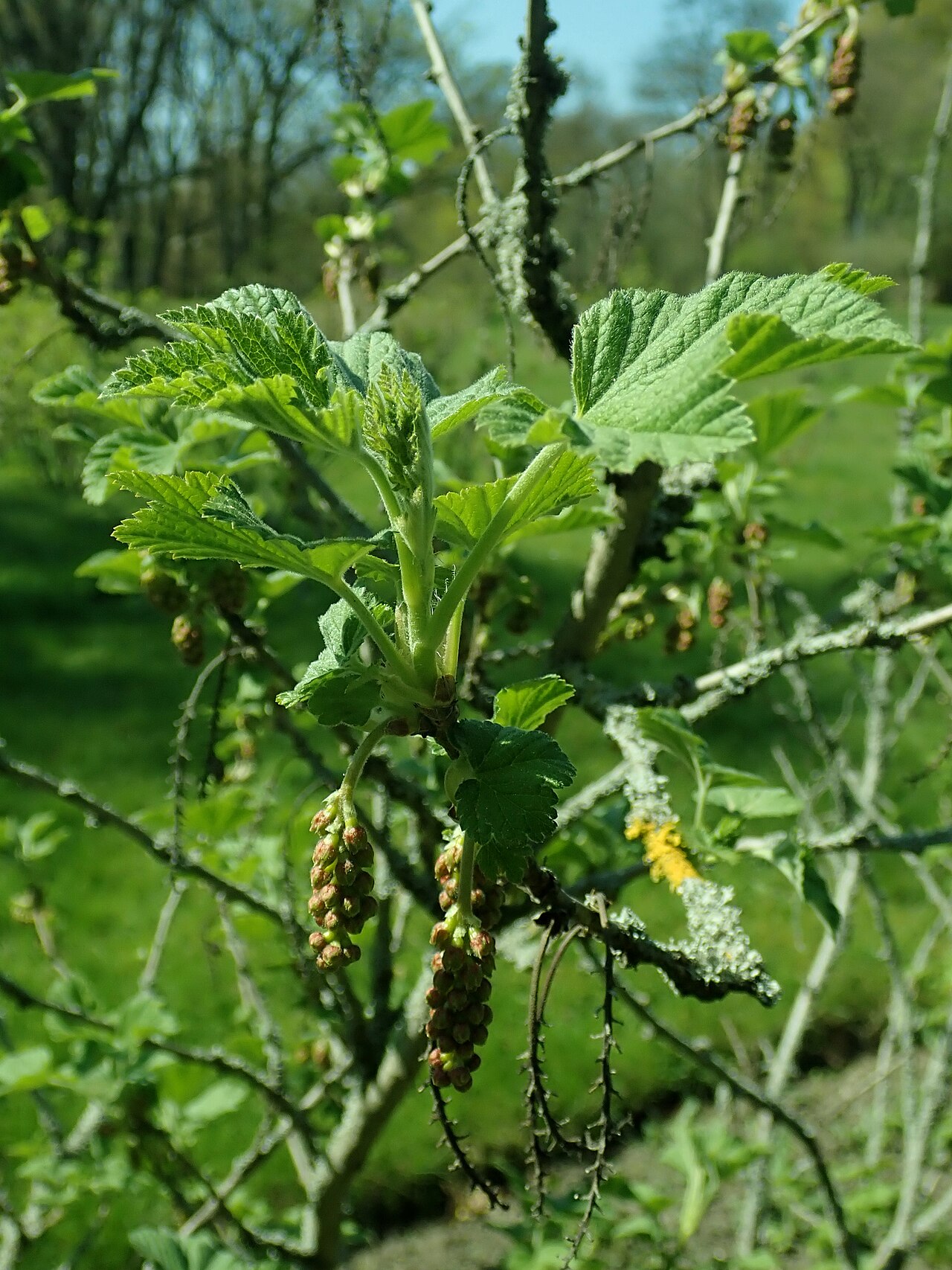 Manyflower currant: Ribes multiflorum , Berlin-Dahlem Botanical Garden.