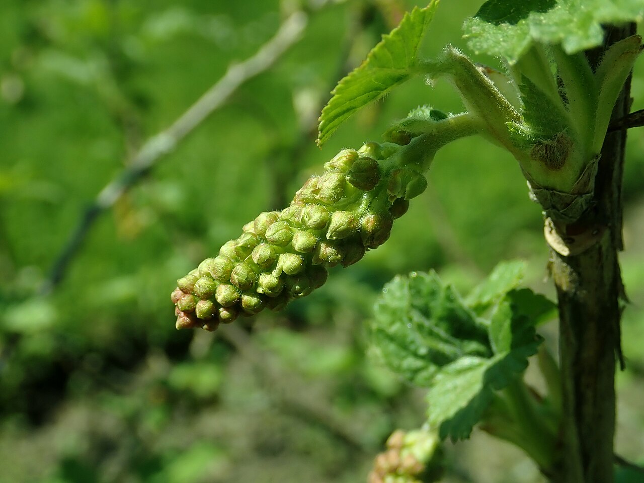 Manyflower currant: Ribes multiflorum , Berlin-Dahlem Botanical Garden.