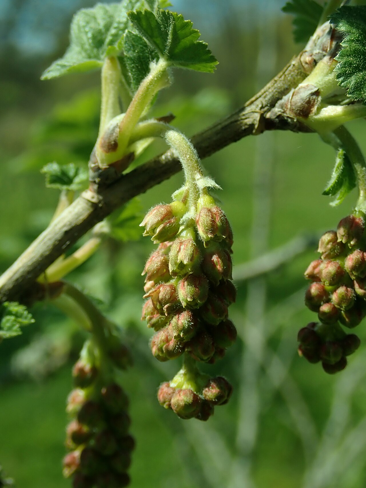 Manyflower currant: Ribes multiflorum , Berlin-Dahlem Botanical Garden.
