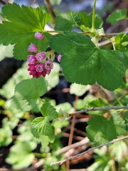 Sierra currant (Ribes nevadense)