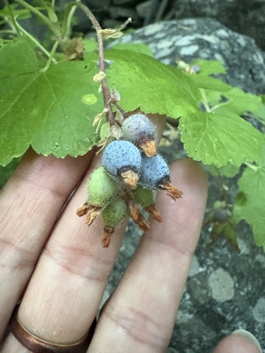Sierra currant (Ribes nevadense)