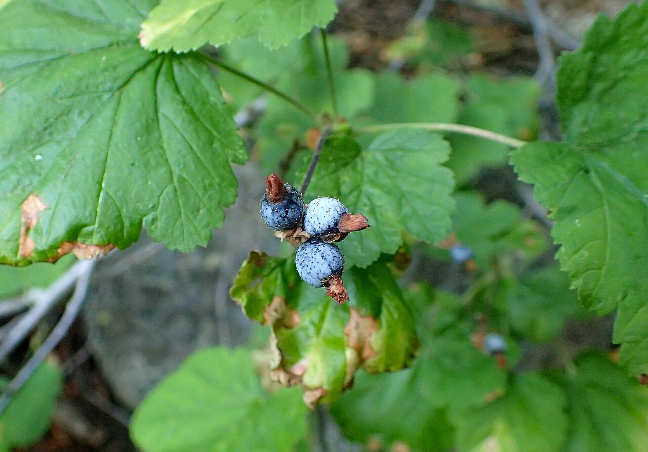 Sierra currant: Ribes nevadense near Potwisha Campground at Sequoia NP, California