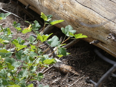 Sierra currant (Ribes nevadense)
