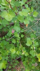 Sierra currant (Ribes nevadense)