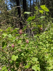 Sierra currant (Ribes nevadense)