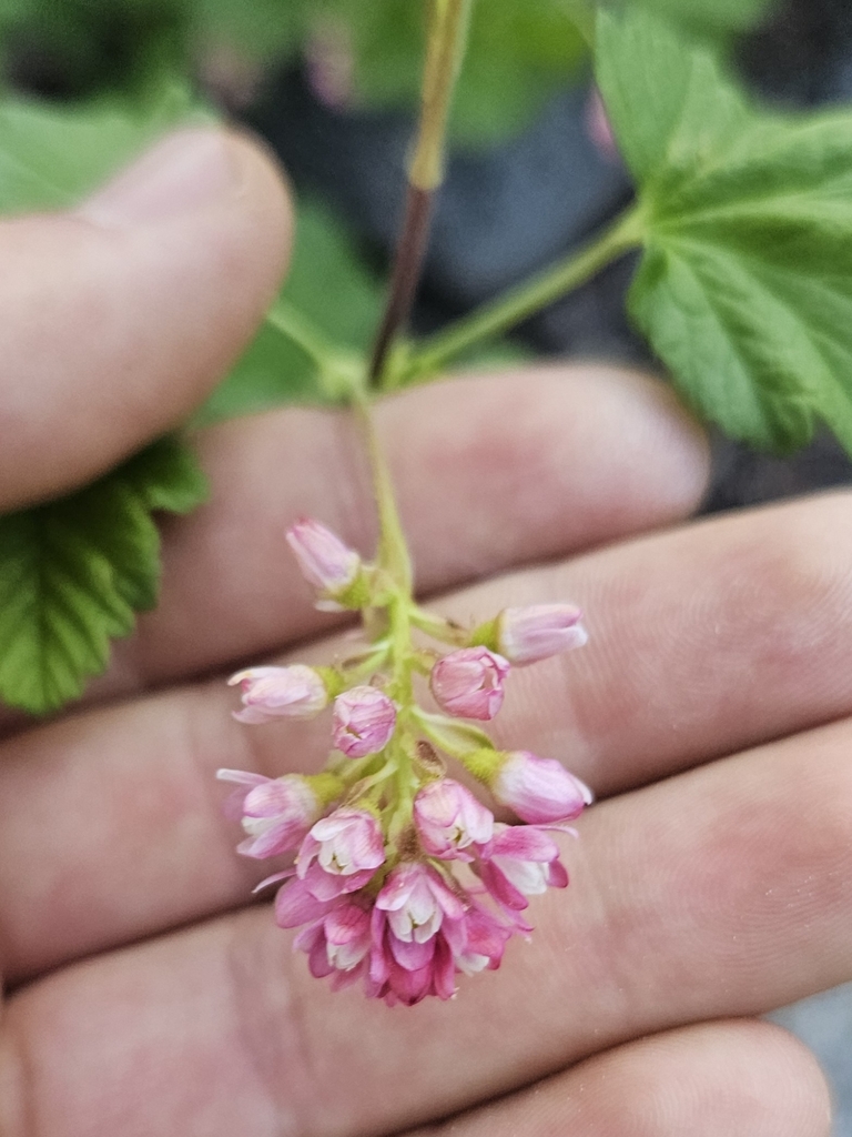 Sierra currant (Ribes nevadense)