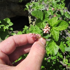 Sierra currant (Ribes nevadense)