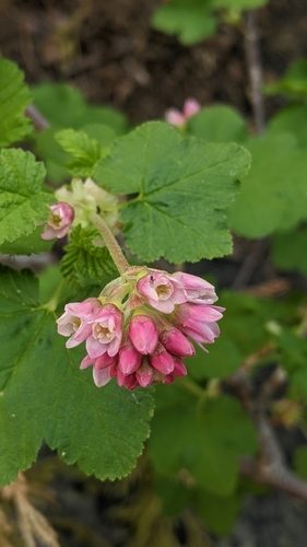 Sierra currant (Ribes nevadense)
