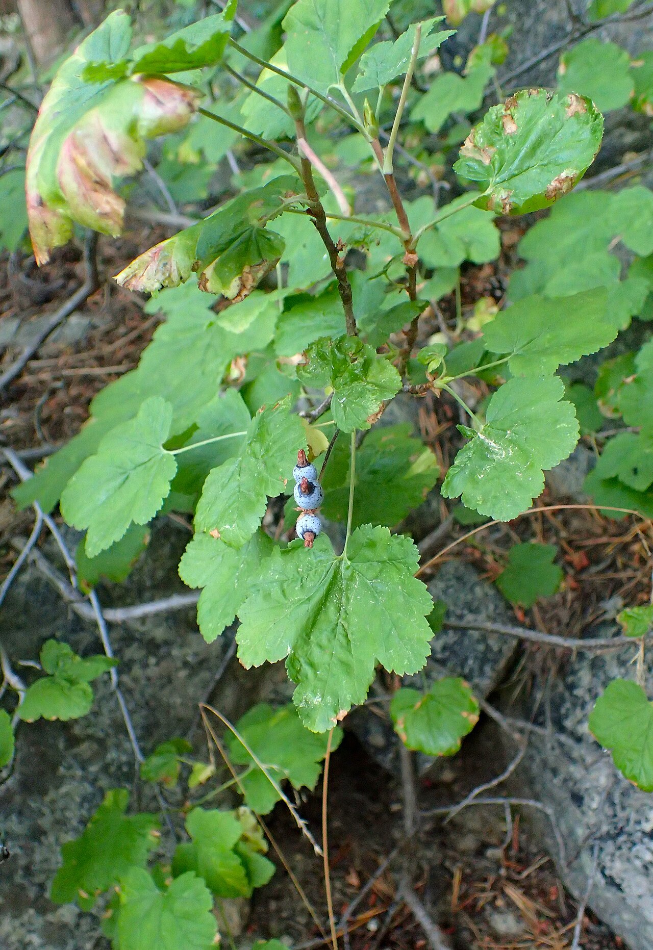 Sierra currant: Ribes nevadense near Potwisha Campground at Sequoia NP, California