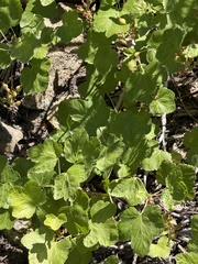 Sierra currant (Ribes nevadense)
