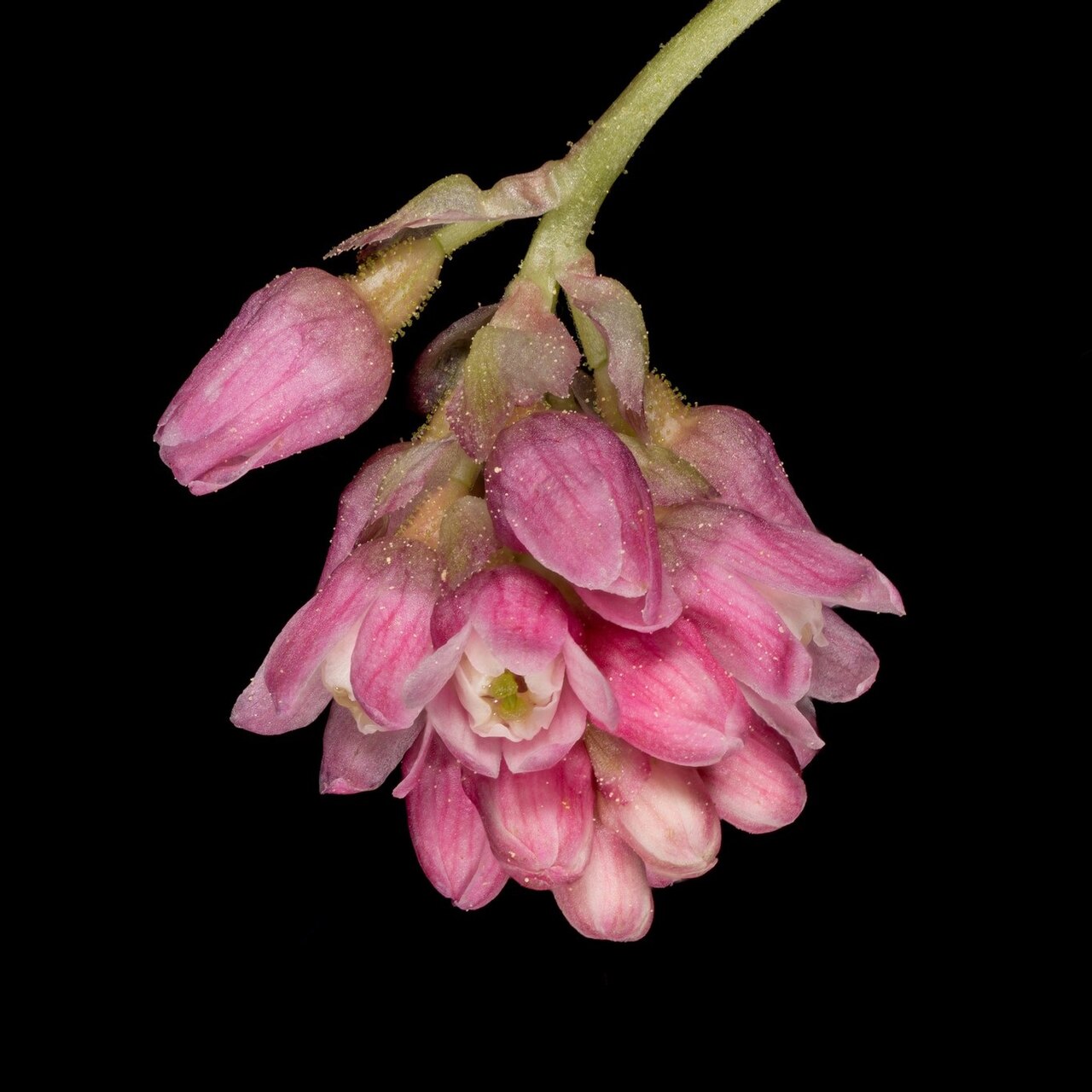 Sierra currant: Flowers of the plant species Ribes nevadense