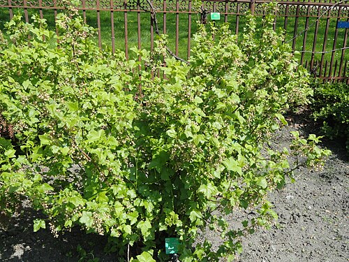 Black currant: Botanical specimen in the University of Copenhagen Botanical Garden, Copenhagen, Denmark.