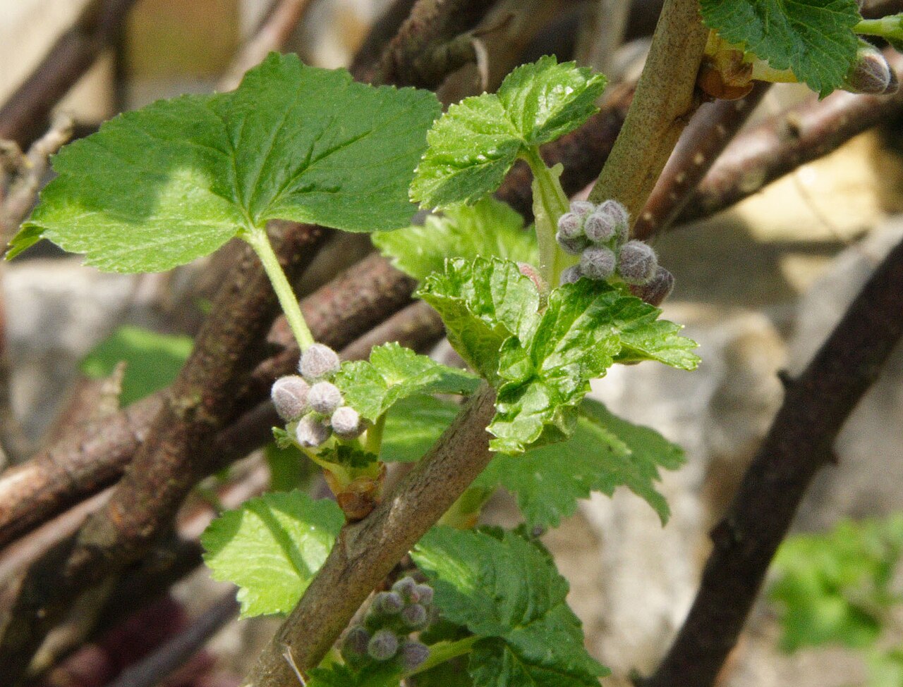 Black currant: Schwarze Johannisbeeren (Ribes nigrum) knospend