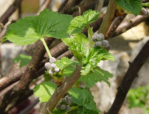 Black currant: Schwarze Johannisbeeren (Ribes nigrum) knospend