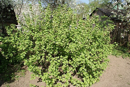 Black currant: Куст чорных парэчак у Мінску