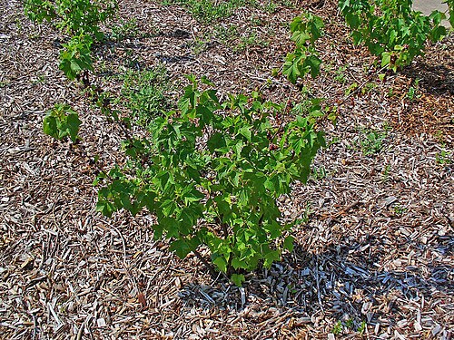 Black currant: Ribes nigrum , Grossulariaceae, Blackcurrant, habitus.