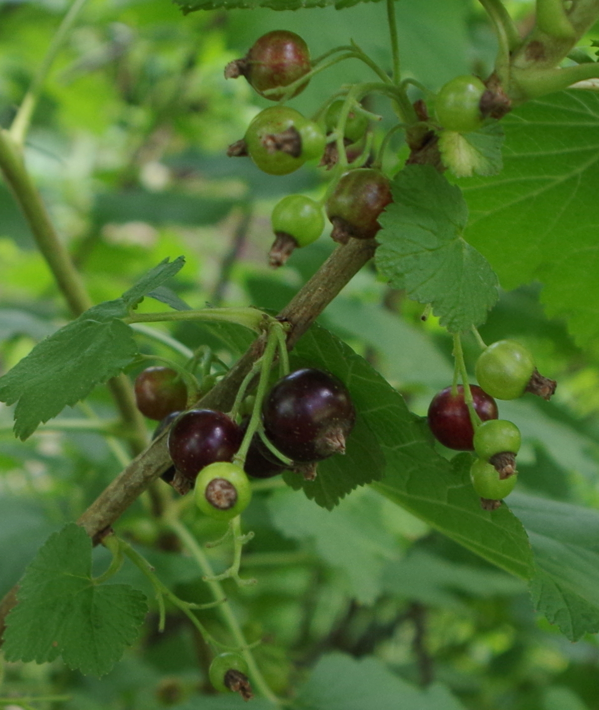 Black currant: Cassis - Parc floral