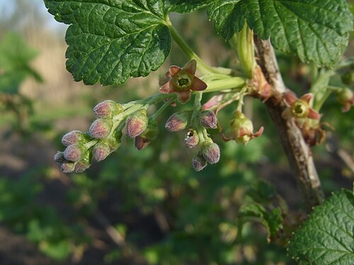 Black currant: Blackcurrant flowers in Kirchwerder, Hamburg.
