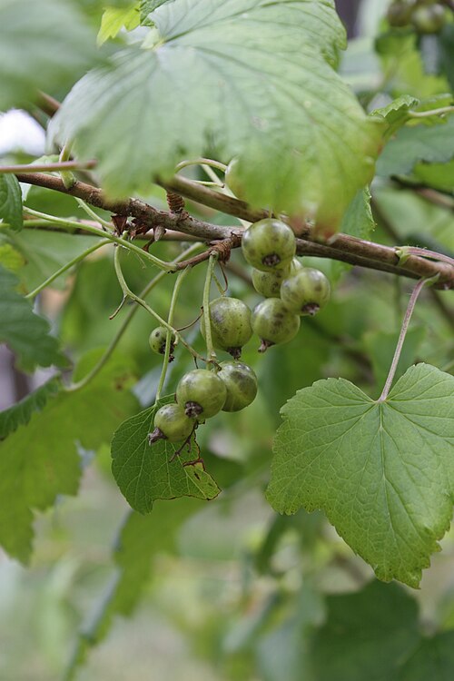 Black currant: Ribes nigrum 'Vertti', a Finnish green-berried cultivar of blackcurrant.