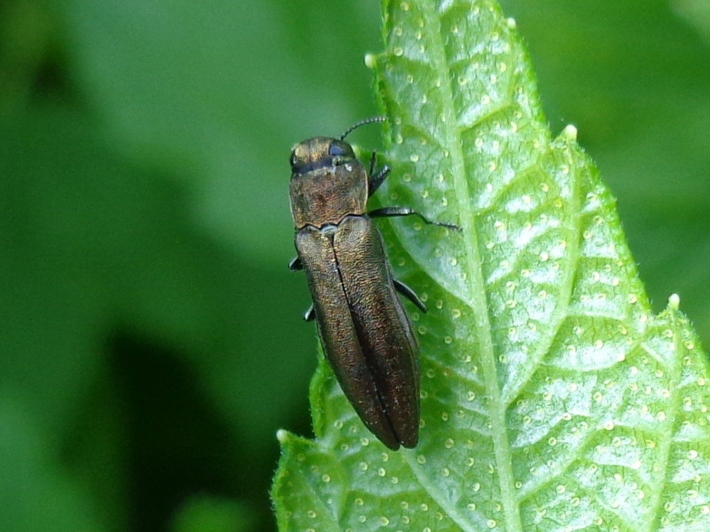 Black currant: Agrilus antiquus on Ribes nigrum . Found in Bērzi village near Bauska city, Latvia.