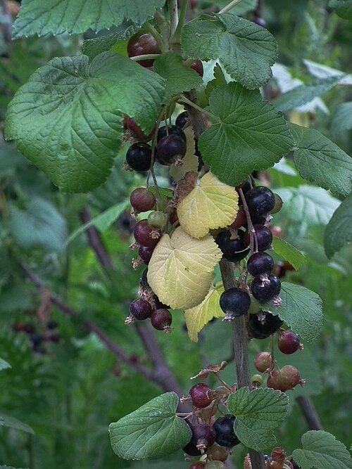 Black currant: Unreife Schwarze Johannisbeeren (Ribes nigrum), fotografiert in Mannheim