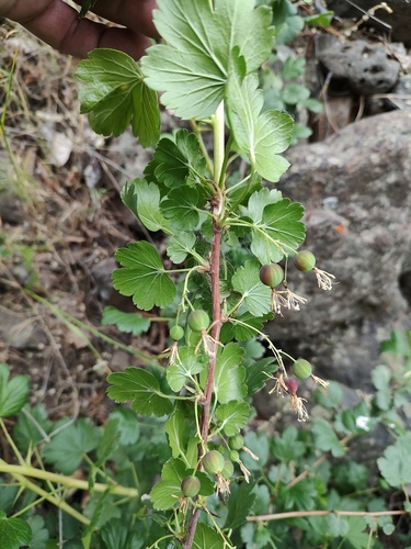 Snow currant (Ribes niveum)