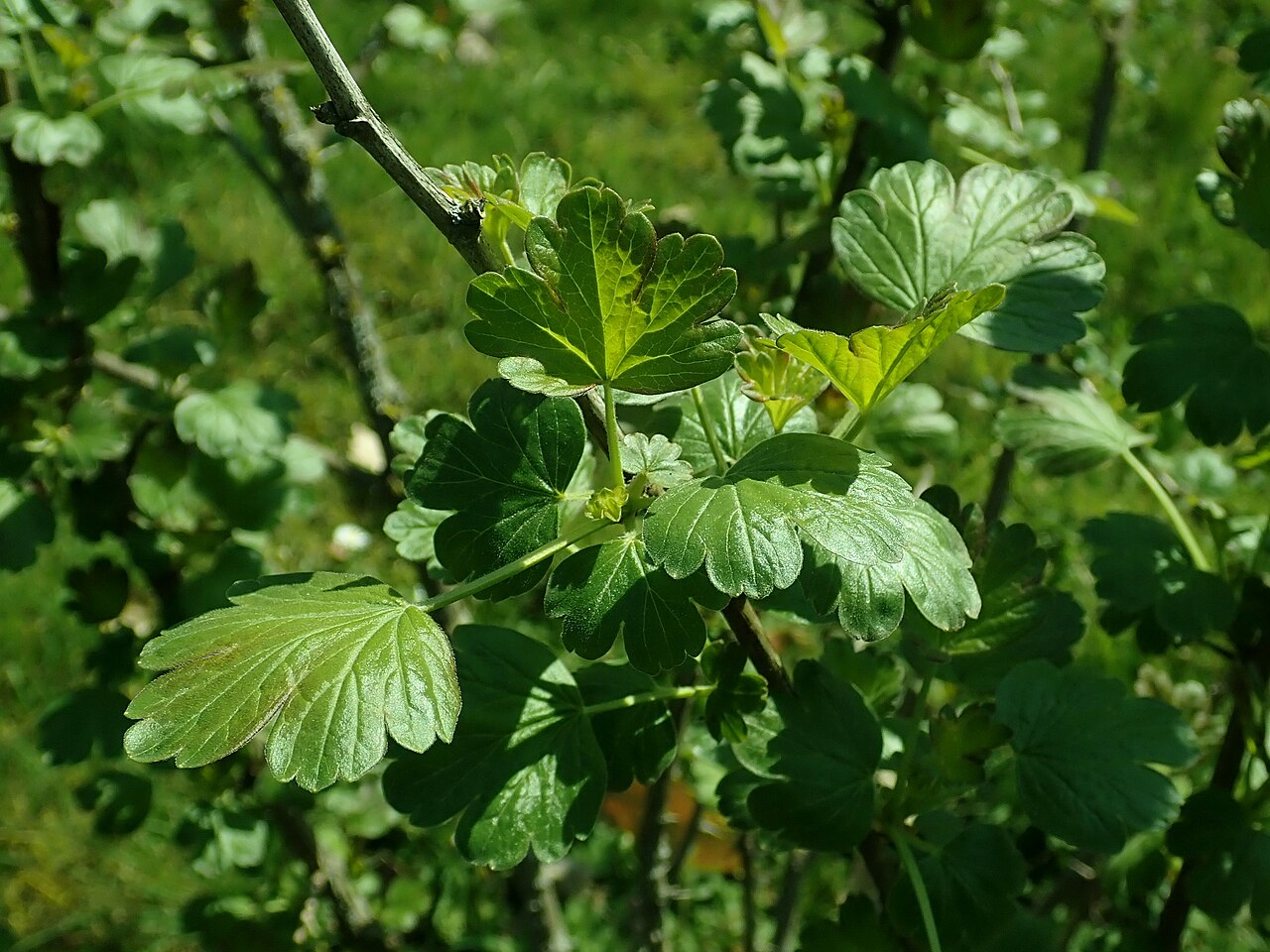 Snow currant: Ribes niveum , Berlin-Dahlem Botanical Garden.