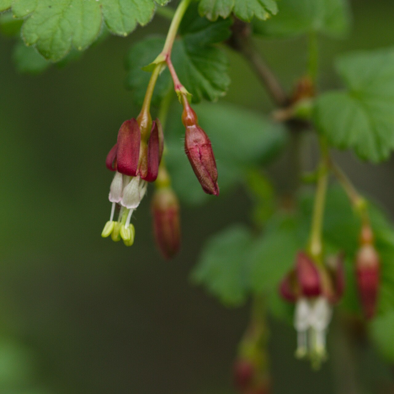 Snow currant: Ribes niveum flowers at the Ecological Botanical Gardens of the University of Bayreuth, Germany