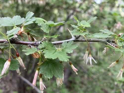 Snow currant (Ribes niveum)