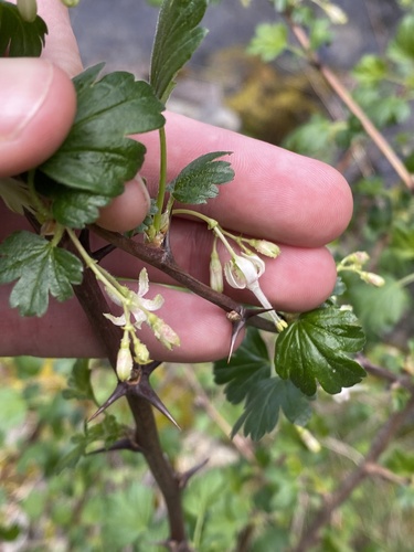 Snow currant (Ribes niveum)