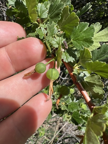 Snow currant (Ribes niveum)