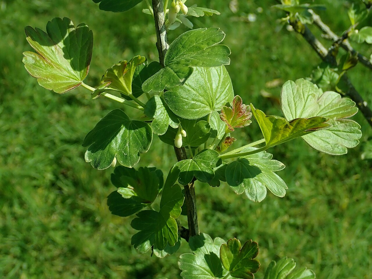 Snow currant: Ribes niveum , Berlin-Dahlem Botanical Garden.