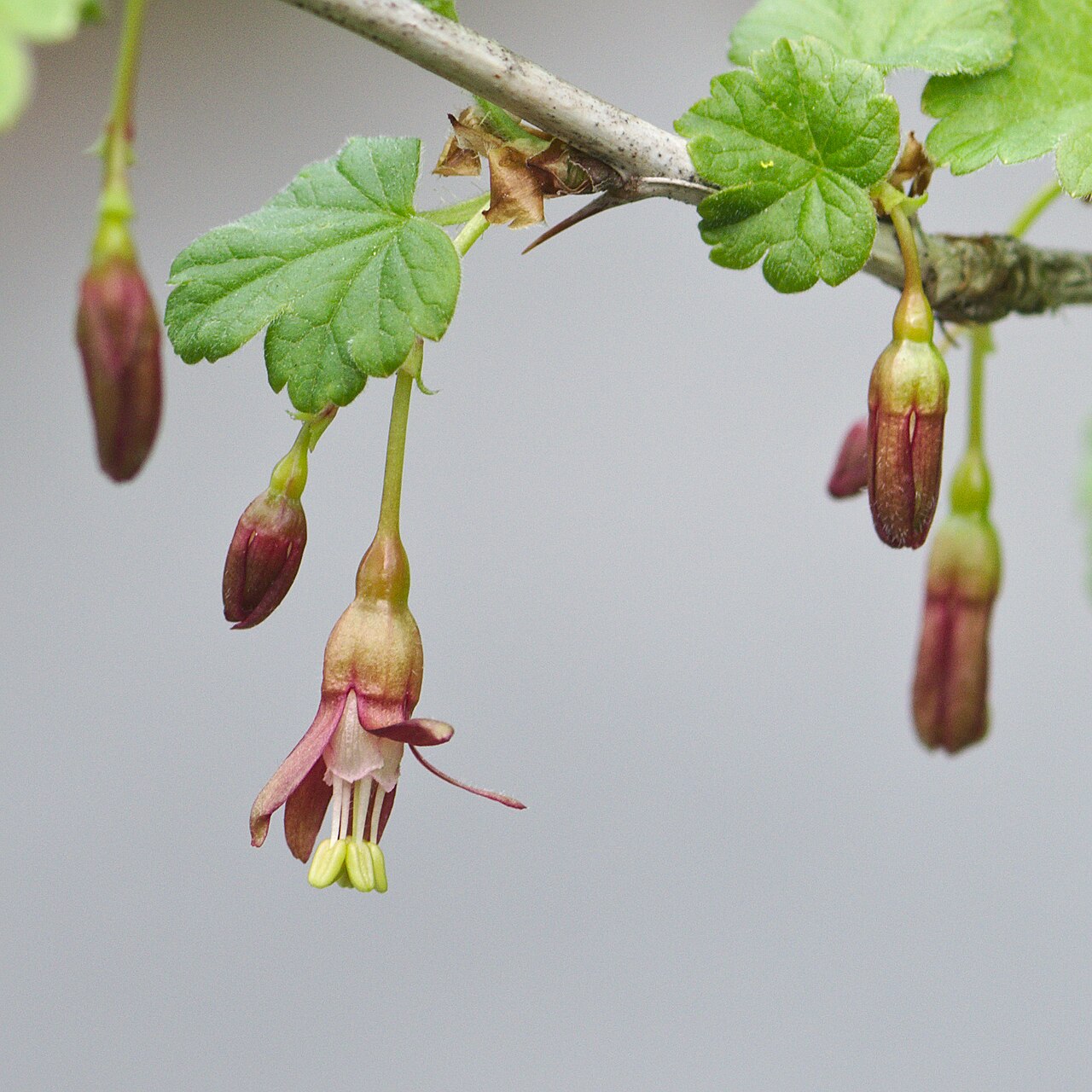Snow currant: Ribes niveum flowers at the Ecological Botanical Gardens of the University of Bayreuth, Germany