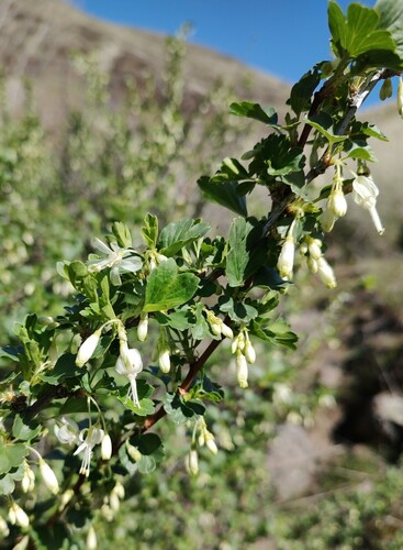 Snow currant (Ribes niveum)