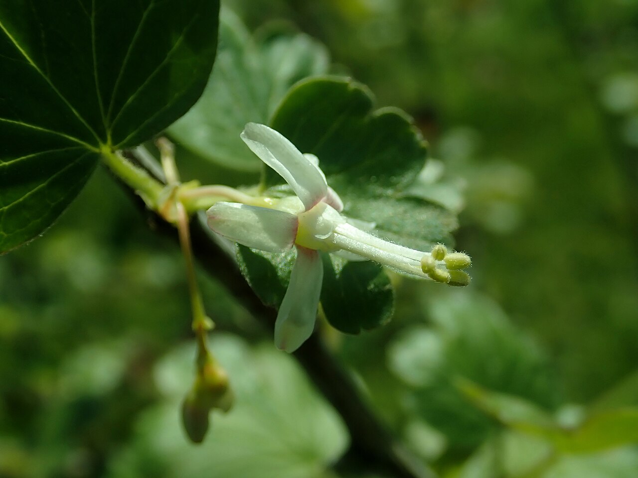 Snow currant: Ribes niveum , Berlin-Dahlem Botanical Garden.