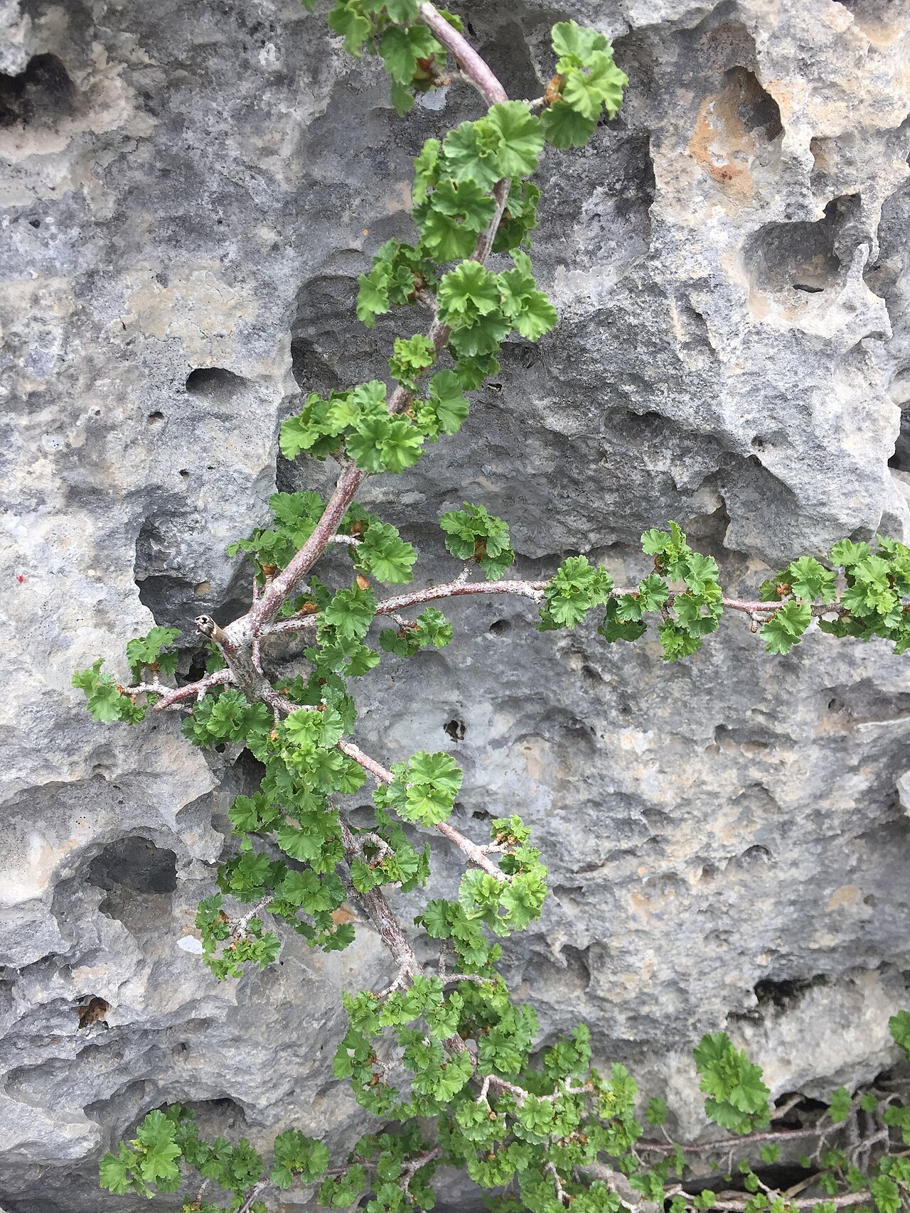 Ribes orientale: Ribes orientale in Jaj cedar reserve, Lebanon