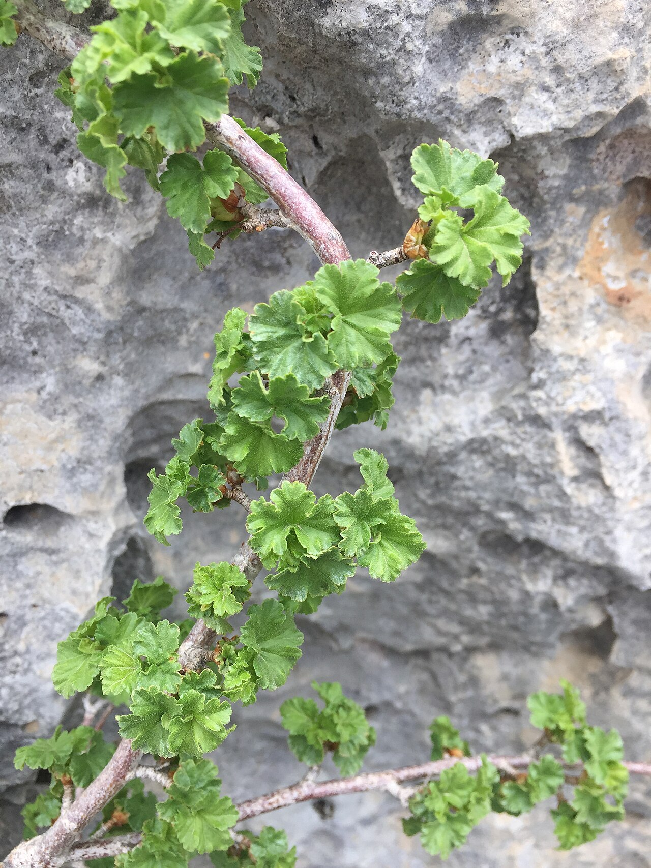 Ribes orientale: Ribes orientale in Jaj cedar reserve, Lebanon