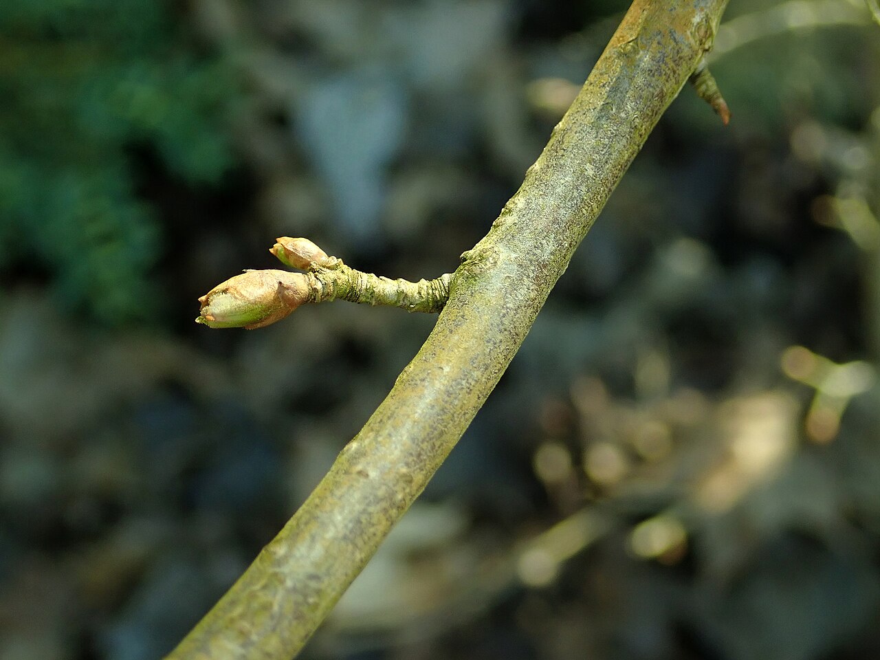 Ribes orientale: Ribes orientale , botanical garden in Berlin.